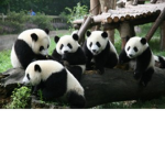 four animals right now