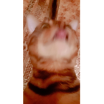 Adoprtmi