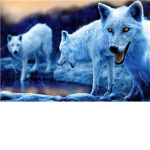 BlueWolfPack