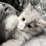 Cat sleep zZz