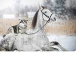 Horses vs. Wolfs