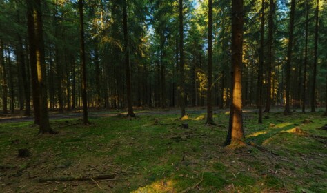Tree simulator [Location 1]