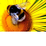 The Sweet Honey Bees