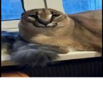 dookiedartfart