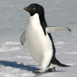 Penguin Run 🐧