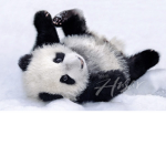 Galaxy Panda Studios!