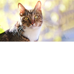 Cats Very Cute