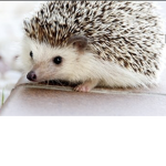 Wild animalsS