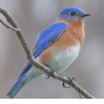 Bluebird Nation!