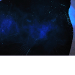 Night panthers king