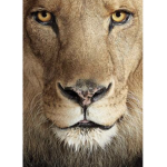 The king of all lions