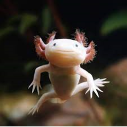 Axolotls!