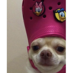 ･heyy ･