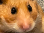 Wolf rat