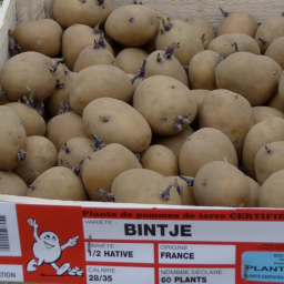Potato