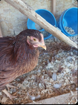 Barry The Chick