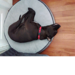 Chino fan cIub (my dog)
