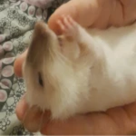 The Rat Club For All