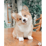 * Puppies*