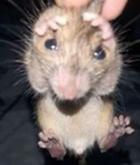 THE HAMMMMY