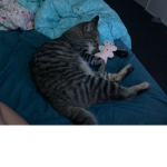 Cat group >:)