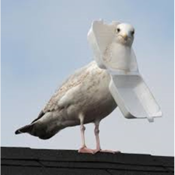 Seagull Hangout!