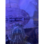 THE_TURTLES