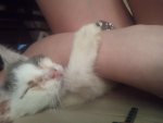 RIP MY BABY MO!