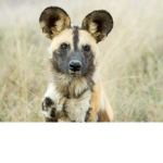 African Wild dogs.