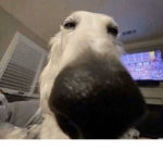 Join if I can give you robux