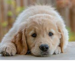 Puppyyy fans clubB