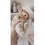 The cutest bunny’s