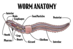 Topworm99 Squad
