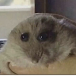 Hamster hang out/cult