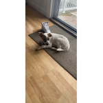 cupcake vs demon