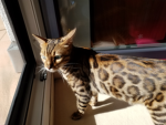 Katze Amy Gruppe