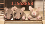 THE 3 J’s