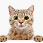 Mrkitty company