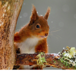 Penelope the squirrel