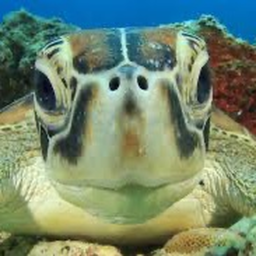 turtle game