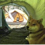 The Camp Of Doge