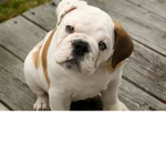 Bulldog'!!!!!
