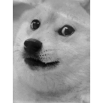 Sad doge squad