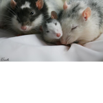 The Rat Juice Family Group