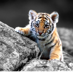 The Tiger Crew Club