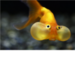 Fish Operatives