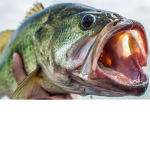 Fishing Clan ZOぞ