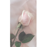 •~RosesArePink~•