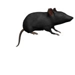 Black Rat on Head