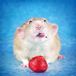 British Rats